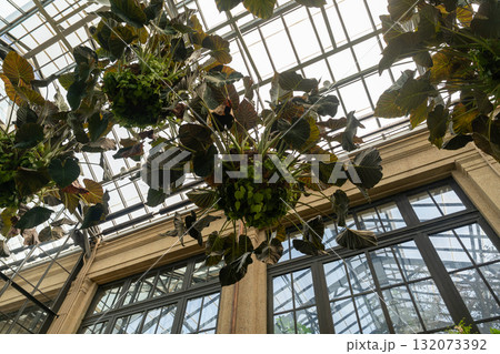 Large hanging plants in a grand sunlit conservatory Large hanging plants in a grand sunlit conservatory 132073392