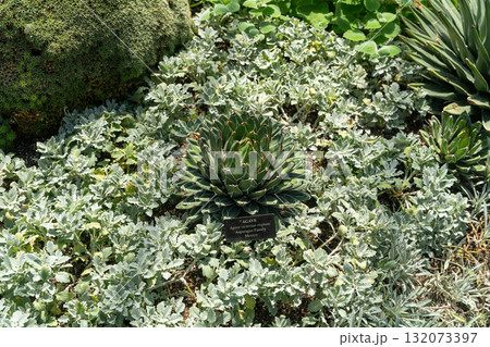 Variety of agave and succulents in a sunlit xeriscape garden Variety of agave and succulents in a sunlit xeriscape garden 132073397