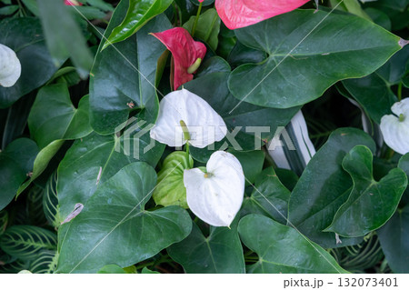 Colorful anthurium flowers blooming in a tropical garden 132073401