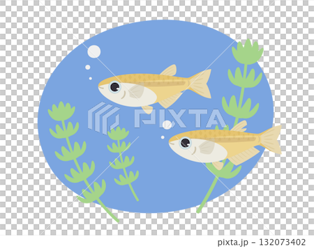 青鱂魚和水生植物在水下游動的插圖素材 132073402