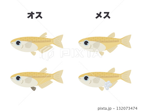 メダカのオスとメスの特徴のイラスト メダカのオスとメスの特徴のイラスト 132073474