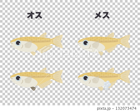 雄性和雌性青鱂魚的特徵圖解 132073474