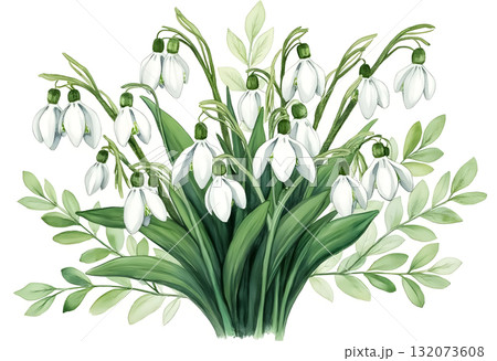 Snowdrop flowers bloom amidst green leaves in a vibrant spring display in a garden setting 132073608
