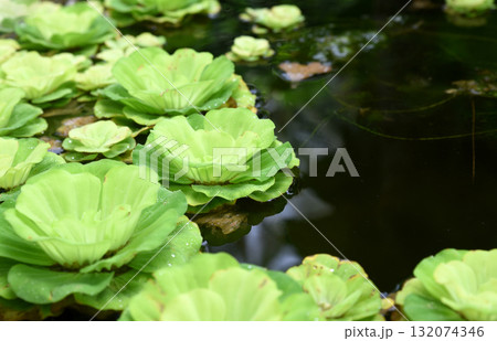 Close up of Water lettuec, Aquatic Plant,water lettuce (Pistia stratiotes) floating on pond with copy space Close up of Water lettuec, Aquatic Plant,water lettuce (Pistia stratiotes) floating on pond with copy space 132074346