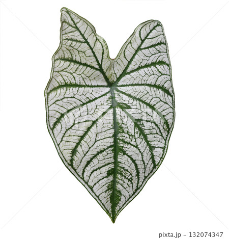 Top view of Caladium bicolor leaf with white and green isolated on white background 132074347