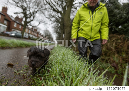 Small dog walking alongside owner on a rainy day in vibrant green grass Small dog walking alongside owner on a rainy day in vibrant green grass 132075073
