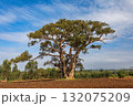 Sycamore Fig tree (Ficus sycomorus) with deep green foliage against a clear blue sky. Amhara Region, Ethiopia. 132075209