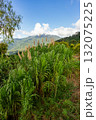 Scenic mountain landscape near Minca with dense green foliage and flowering grass. Minca, Colombia. 132075225
