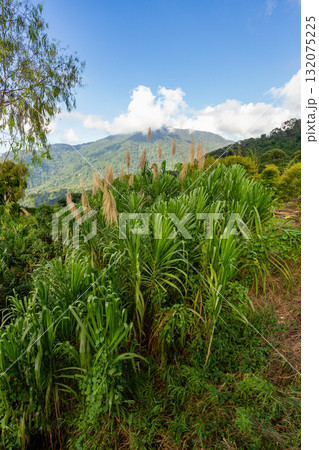 Scenic mountain landscape near Minca with dense green foliage and flowering grass. Minca, Colombia. 132075225