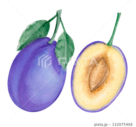 Watercolor fresh plums isolated on white background Watercolor fresh plums isolated on white background 132075408