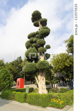 a large olive tree, in Baku, Azerbaijan a large olive tree, in Baku, Azerbaijan 132075620