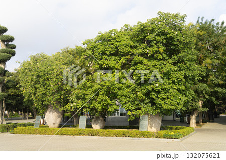 Chorisia Speciosa trees in a park in Baku, Azerbaijan Chorisia Speciosa trees in a park in Baku, Azerbaijan 132075621