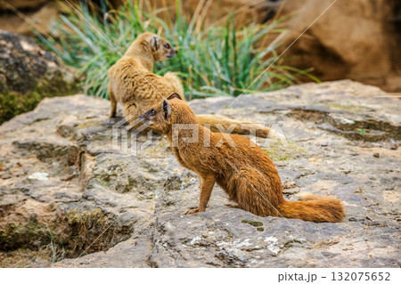 Two yellow mongooses sitting on rocks in a natural environment, one facing forward and the other turned away, showing alert behavior. Two yellow mongooses sitting on rocks in a natural environment, one facing forward and the other turned away, showing alert behavior. 132075652