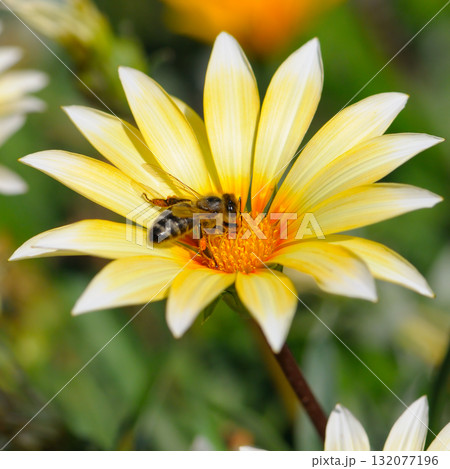 Honey Bee Collecting Pollen from a Bright Yellow Gazania Flower Honey Bee Collecting Pollen from a Bright Yellow Gazania Flower 132077196