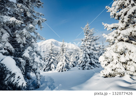 Magical image of spruces glowing by sunlight. Carpathian national park, Ukraine, Europe. Magical image of spruces glowing by sunlight. Carpathian national park, Ukraine, Europe. 132077426