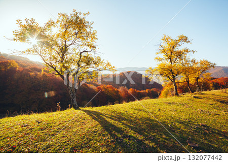 Stunning image of the bright trees in sunny beams. Stunning image of the bright trees in sunny beams. 132077442
