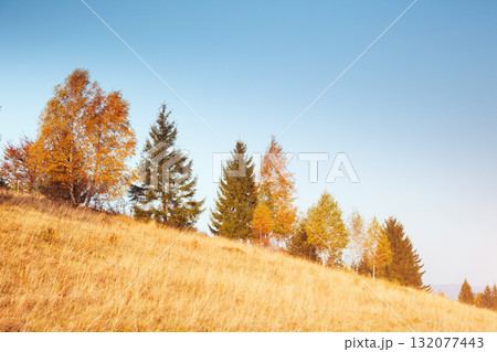 Stunning image of the bright trees in sunny beams. Stunning image of the bright trees in sunny beams. 132077443