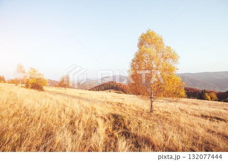 Stunning image of the bright trees in sunny beams. Stunning image of the bright trees in sunny beams. 132077444
