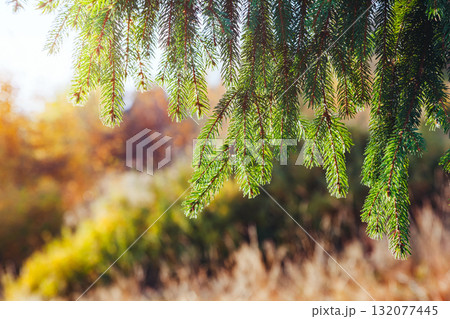 Image of a spruce branch close up. 132077445