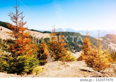 Scenic image of mountain landscape in the sunlight. Locations Carpathian national park, Ukraine. 132077470