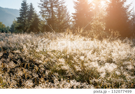 Scenic image of mountain landscape in the sunlight. Locations Carpathian national park, Ukraine. 132077499