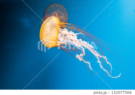 underwater photography jellyfish Chrysaora fuscescens, Pacific sea nettle, West Coast sea nettle underwater photography jellyfish Chrysaora fuscescens, Pacific sea nettle, West Coast sea nettle 132077566