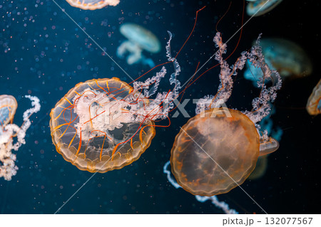 underwater photography jellyfish Chrysaora fuscescens, Pacific sea nettle, West Coast sea nettle underwater photography jellyfish Chrysaora fuscescens, Pacific sea nettle, West Coast sea nettle 132077567