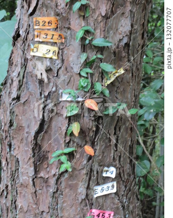 2014年・香川・高松・屋島・風景・寺院・屋島寺・其の百九十三 132077707