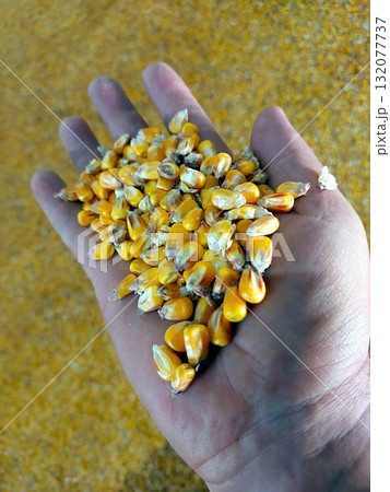 Handful of Corn Grain Showcasing Natural Agricultural Product From Harvest in Sunny Location 132077737