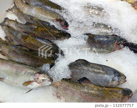 Trout Fish Arranged on Ice at a Market Counter for Sale in the Early Morning 132077757