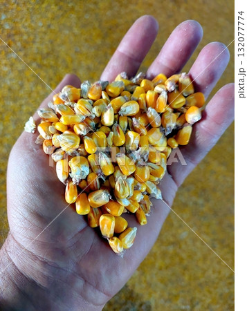 Corn Grain Held in Palm Showcasing Vibrant Color and Natural Texture From a Recent Harvest 132077774