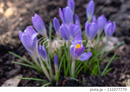 Vibrant purple crocuses blooming in spring garden 132077779
