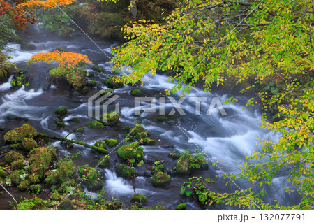 清流と緑の楓　 132077791