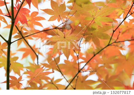 紅葉 132077817