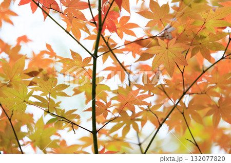 紅葉 132077820