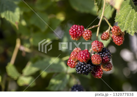 blackberries on shrub branches in warm sunny weather in late summer , harvest blackberries in the garden in the summer season, before the berries ripen and their sweetness appears 132077838