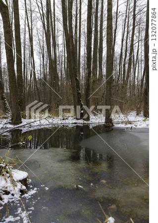 a flooded area with frozen water and tall bare trees in the winter season, a swamp in the winter season with frozen water and trees without foliage reflected in the water 132077864