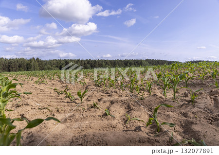 field with green corn in the summer season in cloudy weather with a large number of clouds in a blue sky, a field with green corn before ripening against a blue cloudy sky 132077891