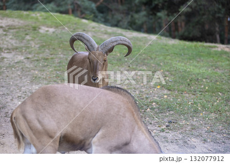 wild goats in the summer in sunny weather at sunset, goats with horns and thick brown fur in the summer season at the zoo 132077912