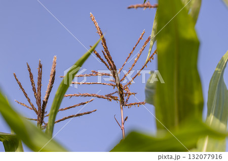 green sweet corn in the field in early autumn during the ripening of ears with sweet yellow seeds, corn field green sweet corn in the field in early autumn during the ripening of ears with sweet yellow seeds, corn field 132077916