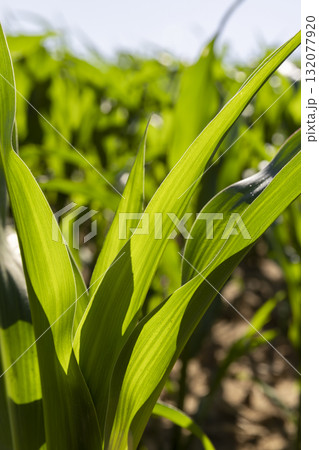 field with corn during flowering, an agricultural field where corn crops are grown with flowers against a clear blue sky, closeup field with corn during flowering, an agricultural field where corn crops are grown with flowers against a clear blue sky, closeup 132077920