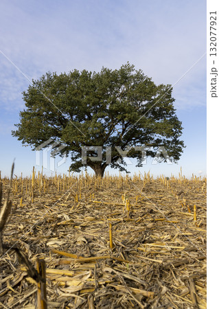 a lone tall oak with green foliage in a field after the corn harvest, old oak against the blue sky in a field with stubble from corn in the autumn season 132077921