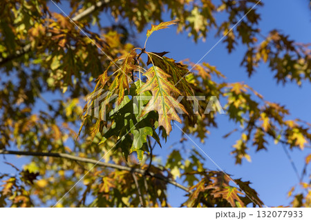 bright yellowing foliage of an oak tree in the autumn season, bright sunny weather in the park with beautiful yellow leaves on oak branches , against a clear blue sky 132077933