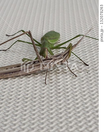 ショウリョウバッタを食べるカマキリ 132078263