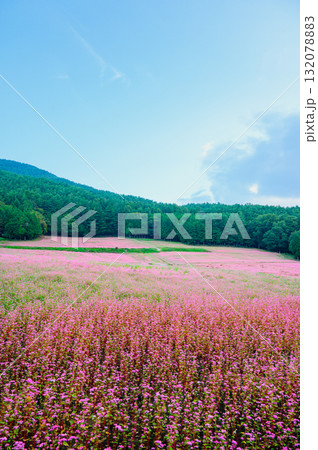 【赤そばの里】一面に広がる赤そばの花【上伊那郡箕輪町】 132078883