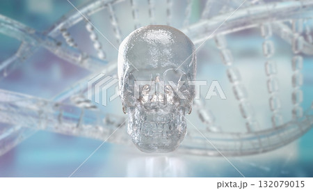 The Skull for Education or Sci concept 3d Rendering. 132079015