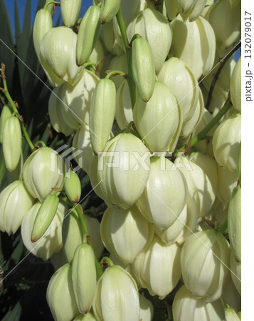 年に二度咲きする「ユッカラン」の花 132079017