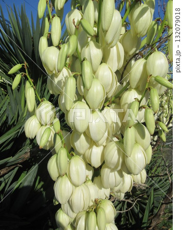 年に二度咲きする「ユッカラン」の花 132079018