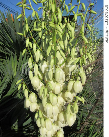 年に二度咲きする「ユッカラン」の花 132079019