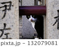 神社の境内に住む黒白の猫 132079081